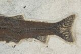 Uncommon Fossil Fish (Notogoneus) - Wyoming #151602-3